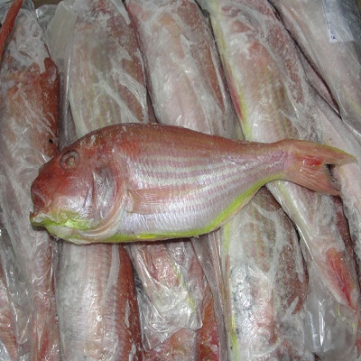 Japanese Thradfin Bream