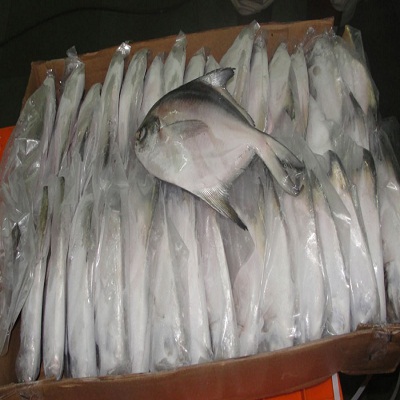 White Pomfret