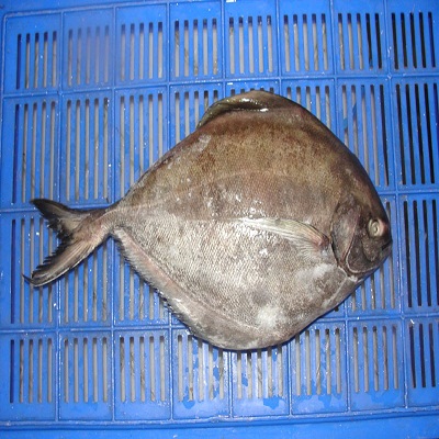 Black Pomfret
